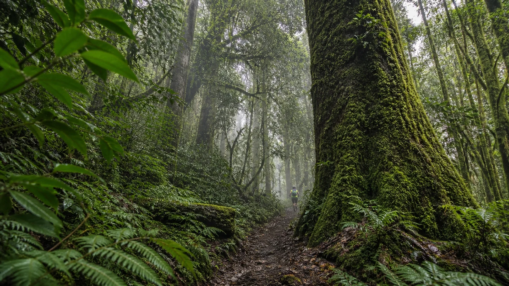 高黎贡山森林