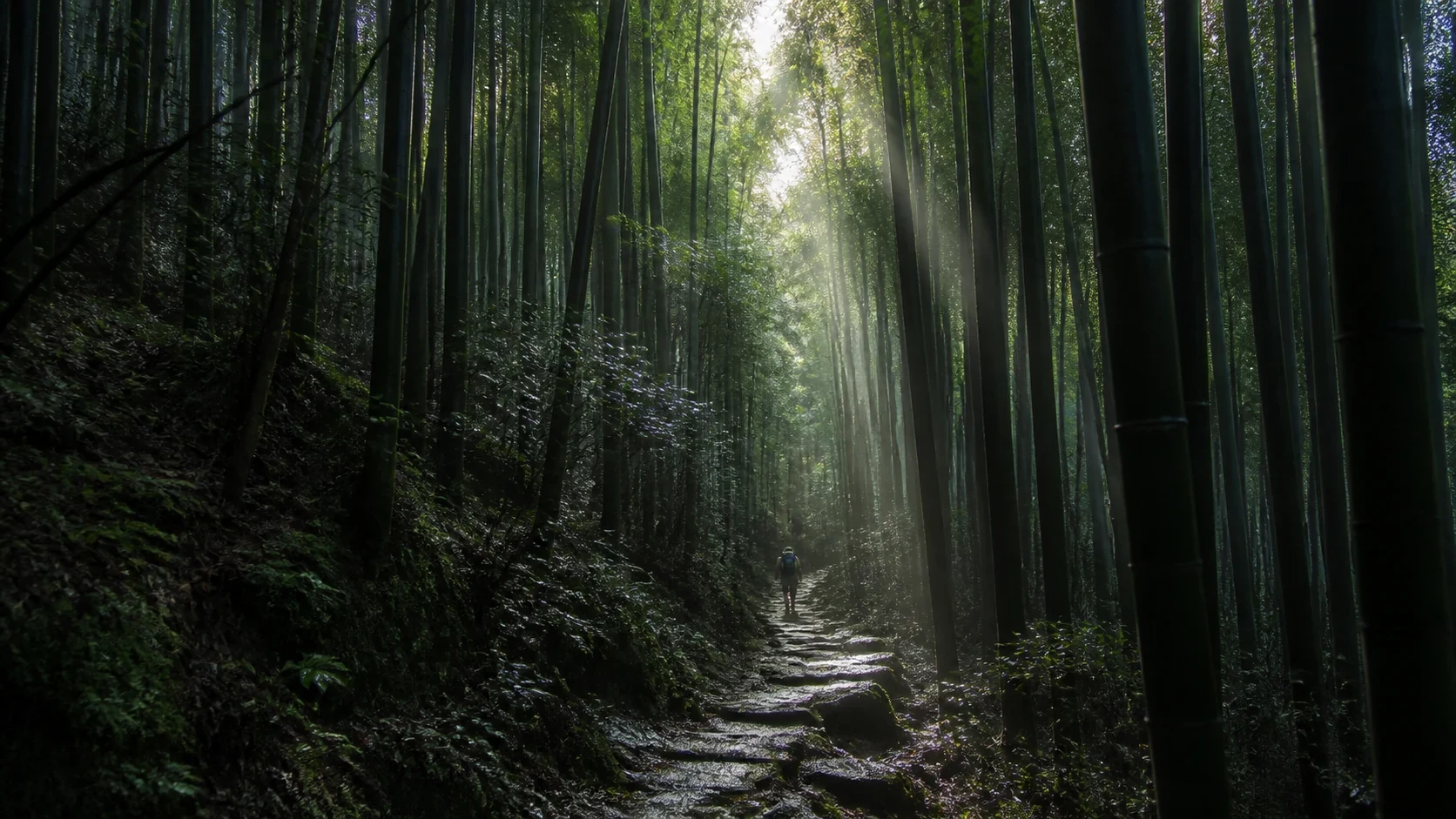 莫干山竹林