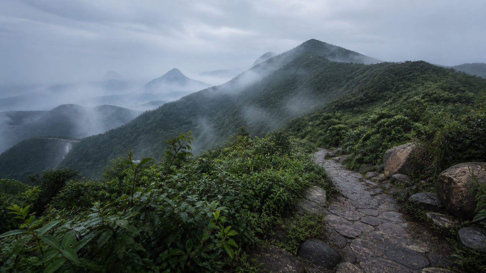 Yinmeitang Tea is being worn赛事封面